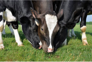 Luis Alejandro Sampayo Cabada