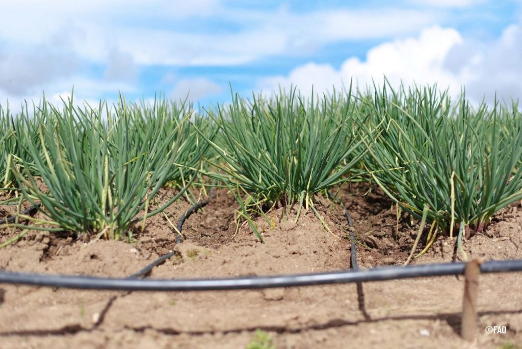 La FAO conmemora el Día Internacional de la Sanidad Vegetal con un llamado mundial a la acción