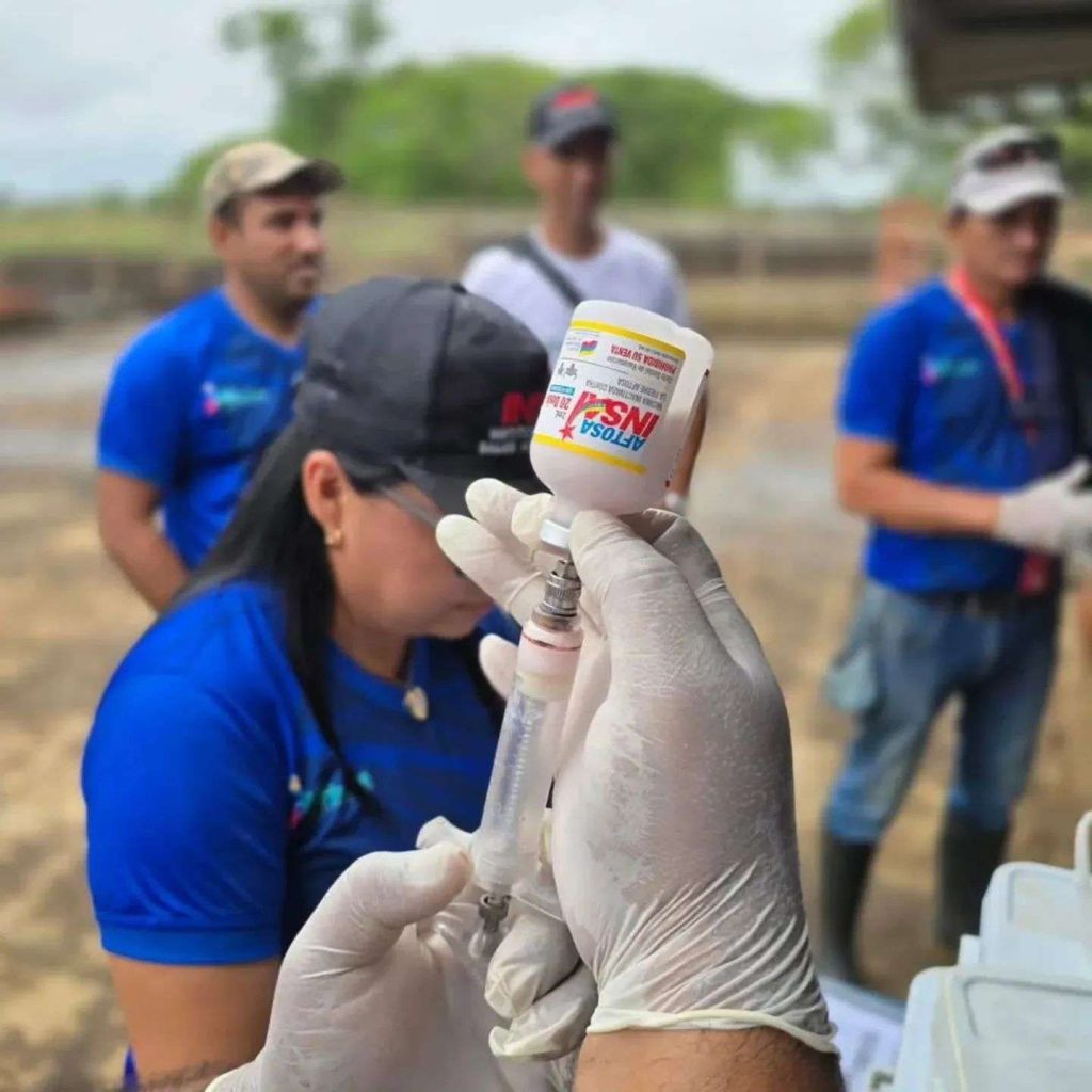 Apure inicia el ciclo de vacunación contra fiebre aftosa