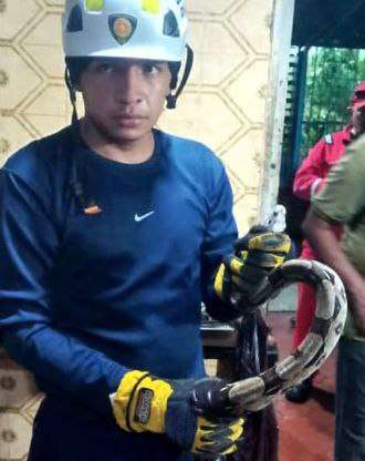 Bomberos rescatan dos tragavenados escondidas en una bodega