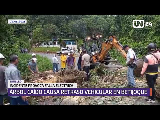 Caída de árbol provoca atascos en Trujillo