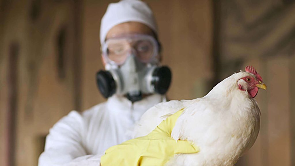 China suspende importaciones de pollo de Brasil por caso de gripe aviar