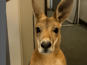 El tierno video de un canguro de apoyo emocional