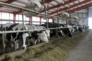 Ganaderos de Táchira proponen alianza para exportar lácteos y carne hacia Catar