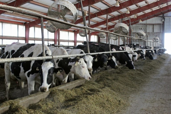Ganaderos de Táchira proponen alianza para exportar lácteos y carne hacia Catar