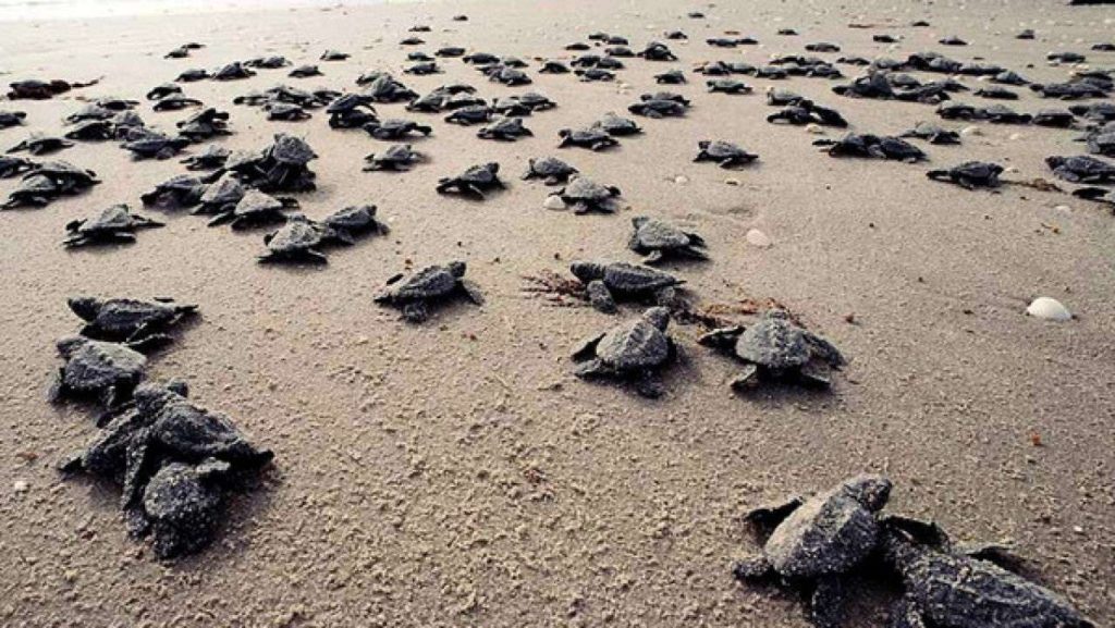 Hallan ocho nidos de tortuga cardón en playas de La Guaira