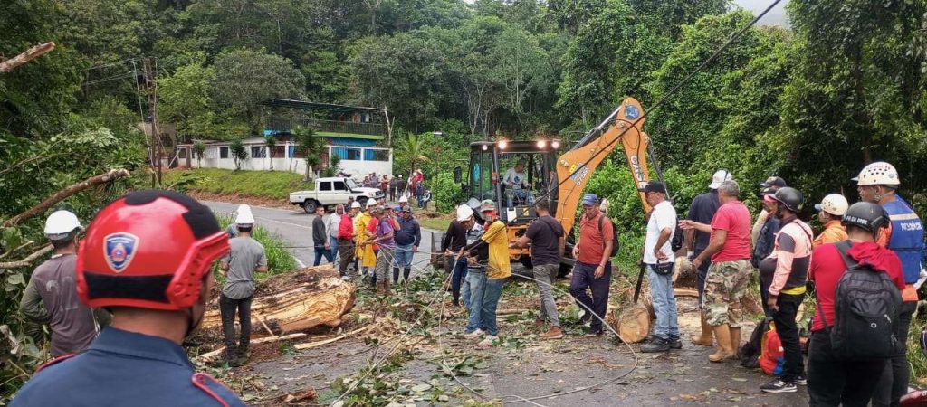 Lluvias provocan caída de árbol de gran magnitud en Betijoque