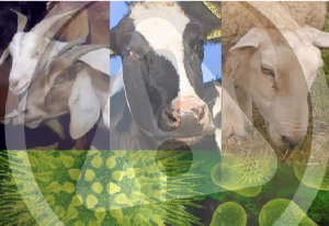 Luis Alejandro Sampayo Cabada