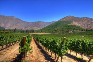 Metropolitan Distribuitors