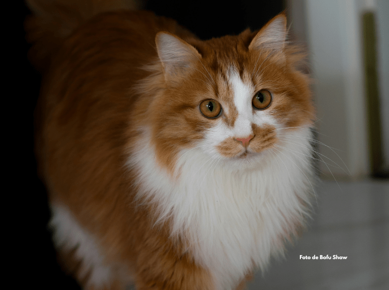 Domingo, mi gato, tenía asma