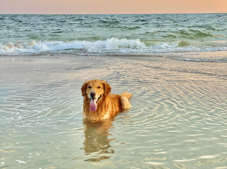 Ron fue a la playa conmigo en semana santa