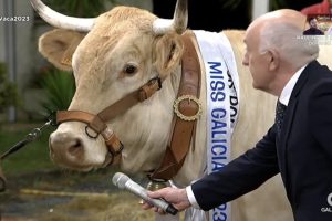 Miss España ha muerto. Es el turno de Miss Vaca, el concurso más moderno, rural, absurdo y viral cuyo éxito tiene todo el sentido en la post-ironía de 2025