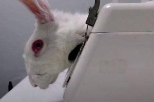 'Infiltrada en el búnker' (2025), crítica | Tan impactante en su lucha contra el maltrato animal que al terminarlo en Amazon Prime Video tuve que ir corriendo a abrazar a mi gata