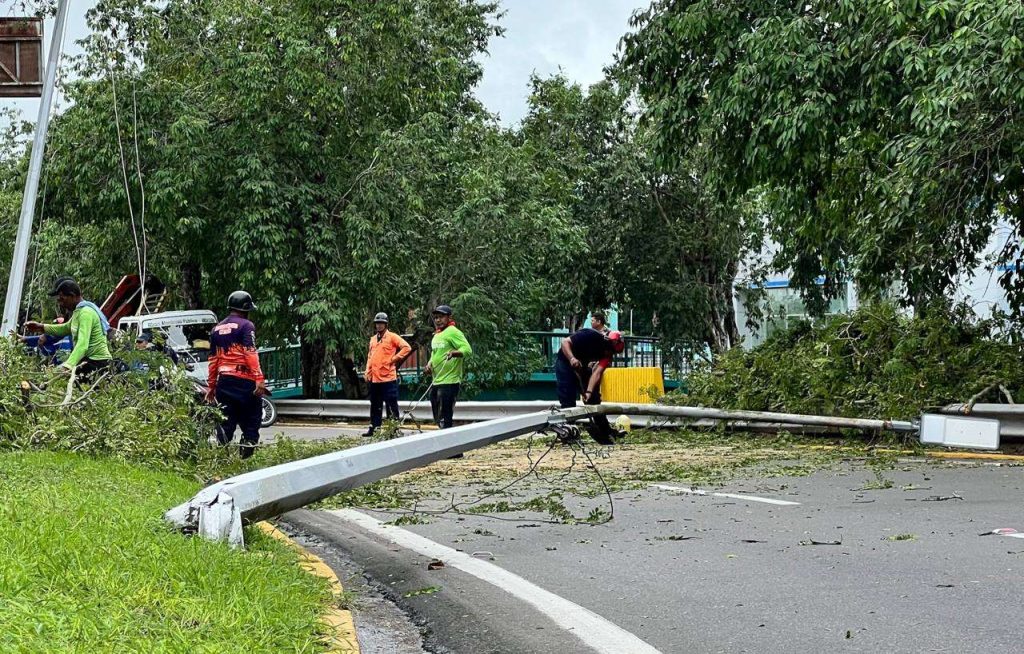 Brindan atención inmediata ante la caída de otro árbol en Maturín 