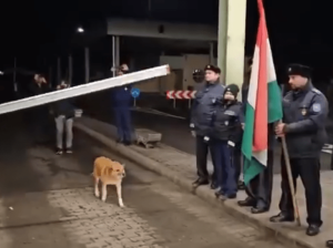 De callejero a celebridad europea: el perro que cruzó la frontera sin pasaporte ni collar