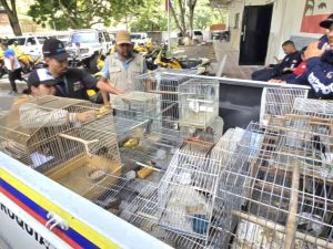 Decomisan 25 aves ilegalmente enjauladas en Palo Verde