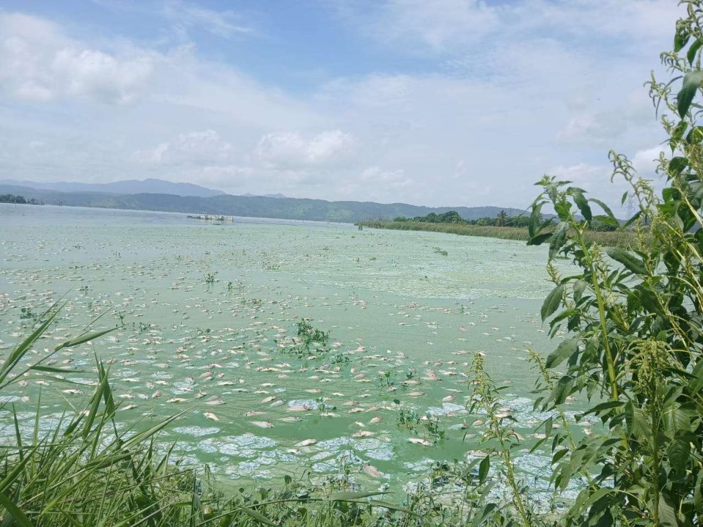 Denuncian muertes de peces en el Lago de Valencia