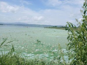 Denuncian muertes de peces en el Lago de Valencia