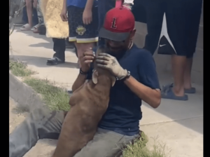 Encontraron a su perra entre escombros de un incendio y se hace viral