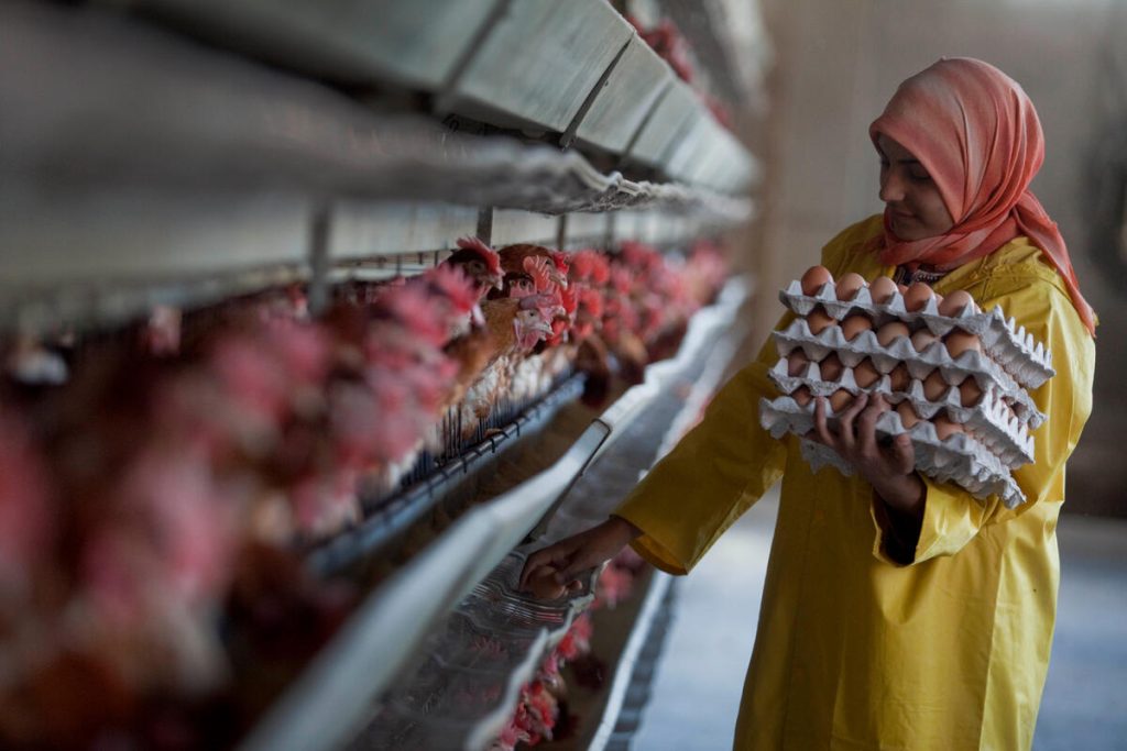 Cuatro razones por las que debe prestarse atención a la gripe aviar