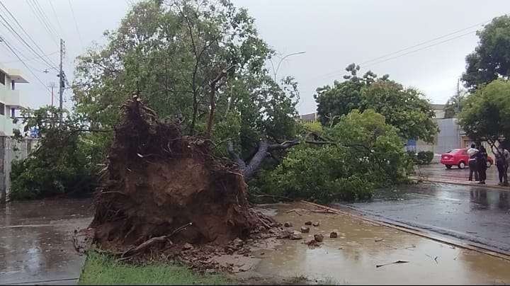 Lluvias dejaron 21 árboles caídos y 9 viviendas afectadas en Cumaná 