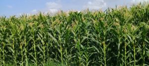 Lluvias afectaron al menos el 5% de la siembra de maíz en Portuguesa, indica Fedeagro