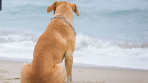 'Es una amenaza para la salud pública, la paz y la comodidad'