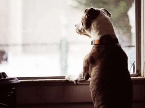 Perros y gatos pueden parecer chismosos