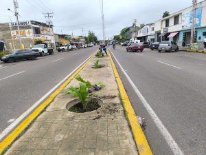 Plan de arborización “Ciudad Jardín” establecerá 2 mil plantas en Barcelona