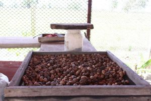 Venezuela acuerda alianzas para industrializar el cacao