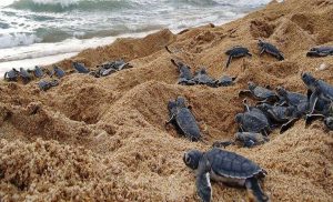 Ver nacer las tortugas marinas es todo un espectáculo