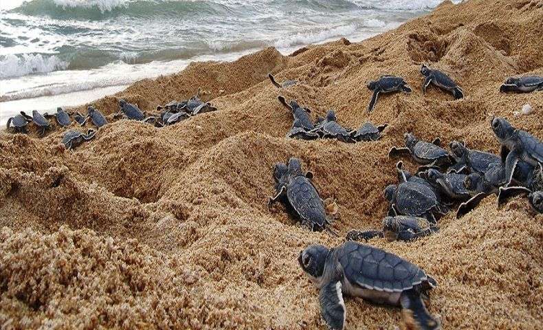 Ver nacer las tortugas marinas es todo un espectáculo