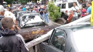 Fuertes lluvias tumbaron árbol en la avenida Casanova de Caracas: Cayó sobre unos vehículos