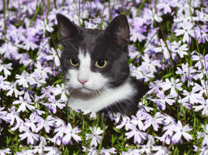 ¿Tu gato está "raro"? Aprende a reconocer el estrés felino y a calmarlo con mucho amor