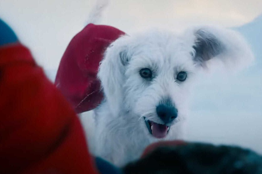 los americanos queriendo adoptar en masa