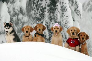 La terrible historia real detrás de 'Snow Buddies', la tierna película de Disney que causó la muerte de cinco cachorros de perro