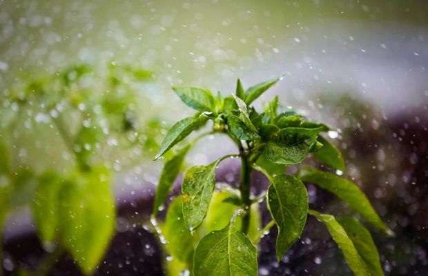 Agua del cielo - Últimas Noticias