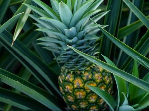 Anzoátegui impulsa siembra de piña en oriente