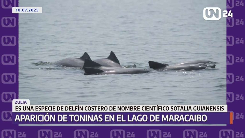 Aparecen toninas en el Lago de Maracaibo