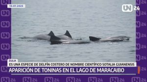 Aparecen toninas en el Lago de Maracaibo