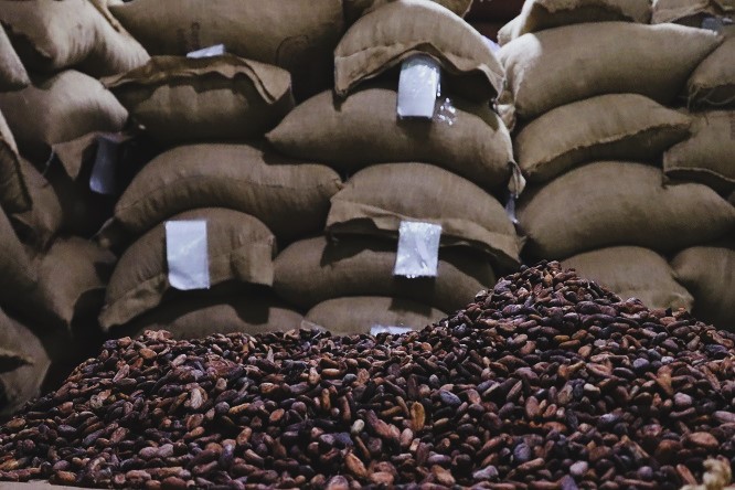 Ministra Coromoto Godoy - Venezuela exporta 50 toneladas de cacao en grano a Rusia - FOTO