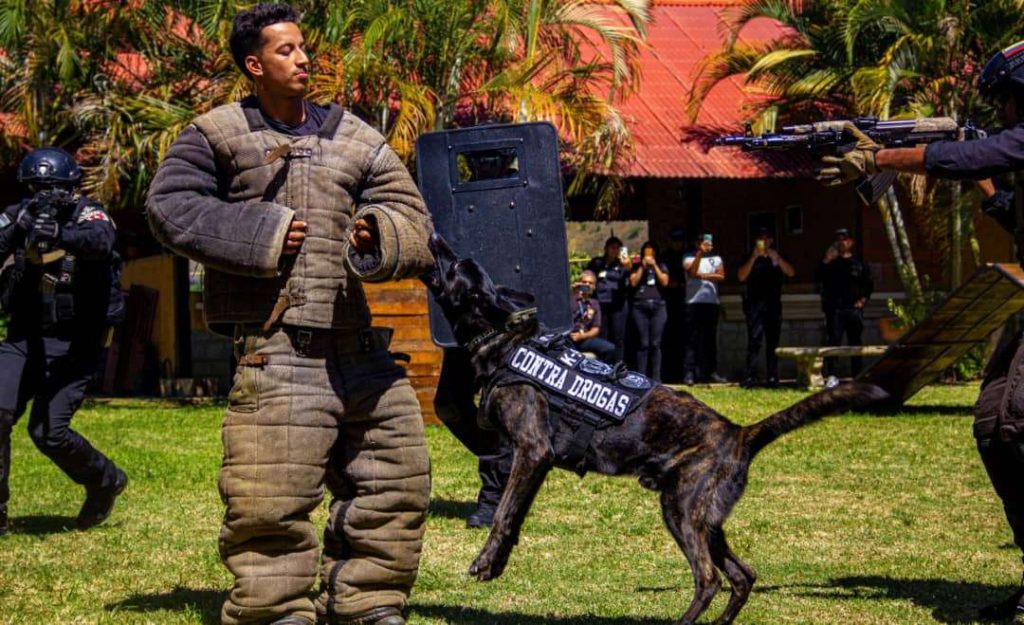 El Cicpc cuenta con una brigada de héroes de 4 patas