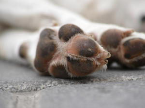 El asfalto puede quemar las patas de tu perro en días muy calurosos