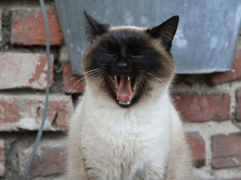 El gato que firmó un artículo científico y engañó a medio mundo