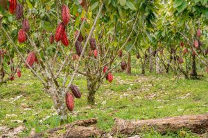 En Sur del Lago una hacienda de cacao abre sus puertas al turismo