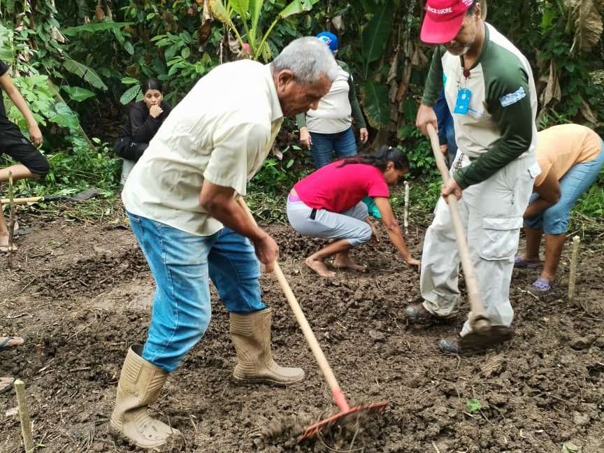 Impulsan ensayo agrícola para la producción de papa en Sucre