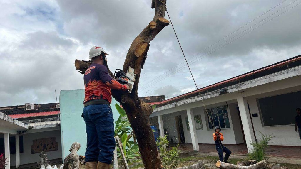 Inician inspección de árboles en situación de riesgo en Maturín