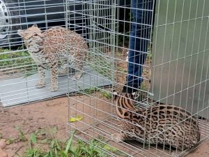 Liberaron par de cunaguaros en Portuguesa 
