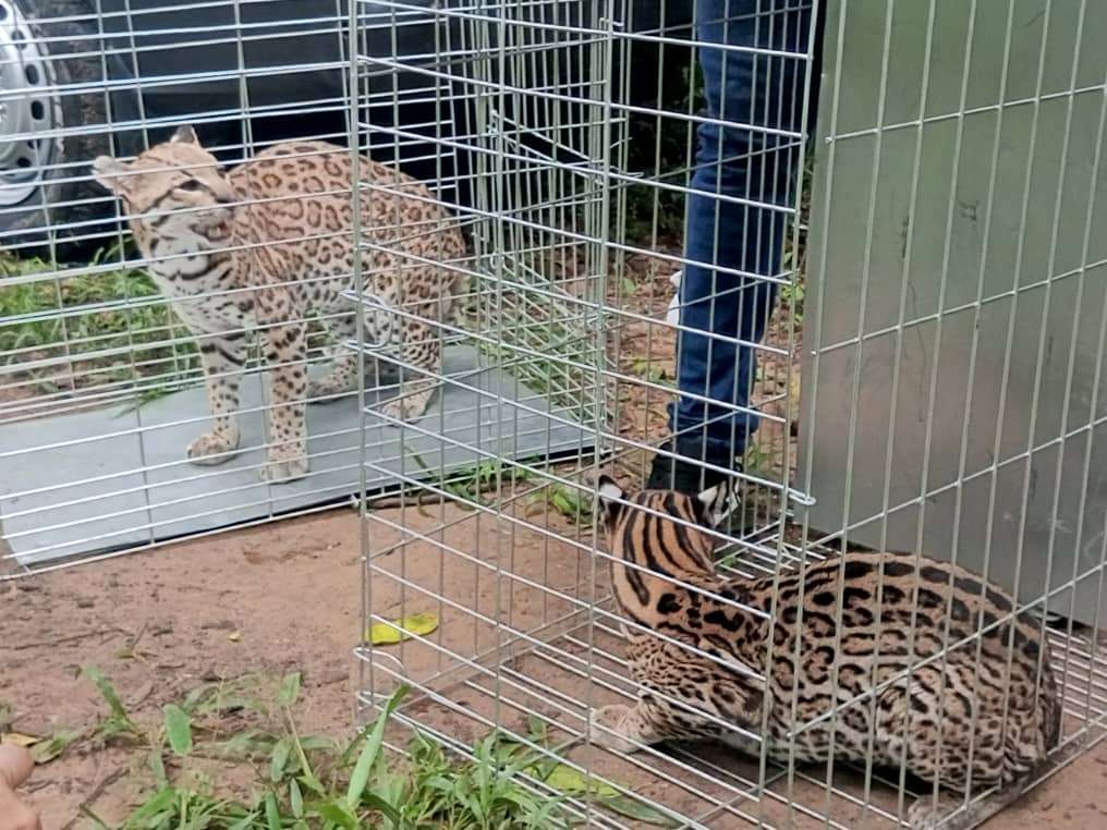 Liberaron par de cunaguaros en Portuguesa 