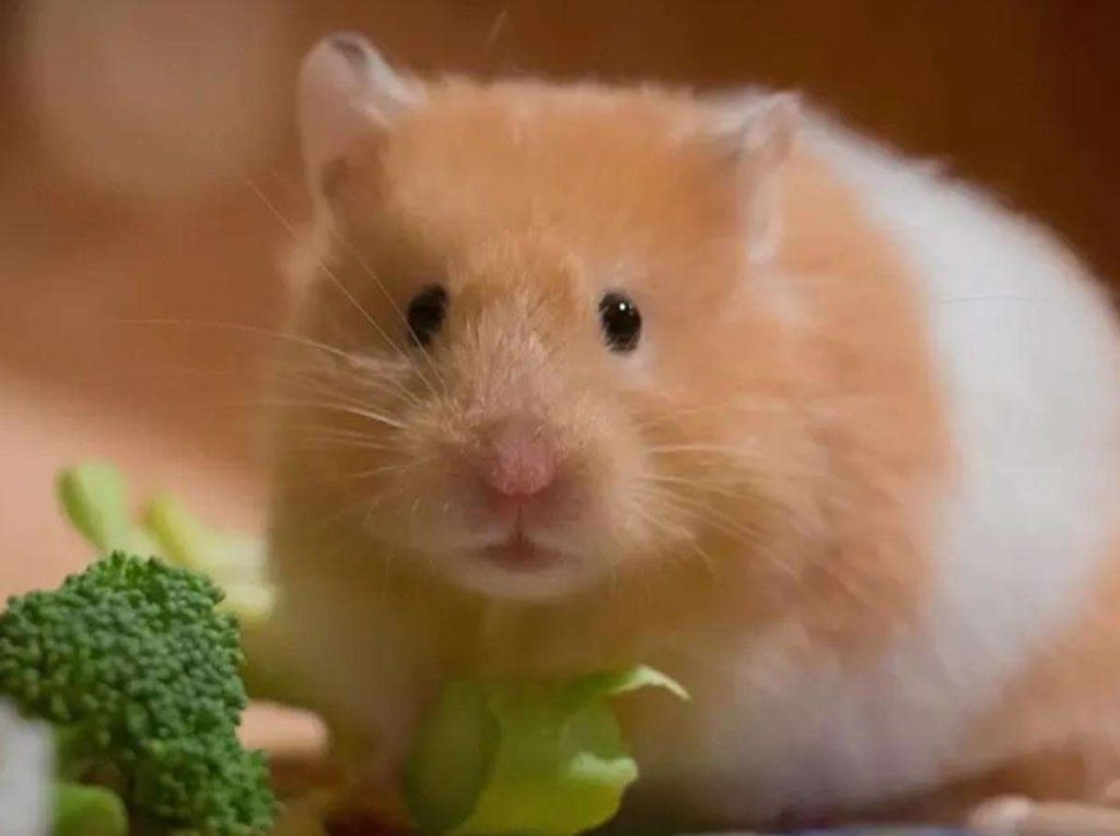 Los hámsters suelen ser animales muy populares